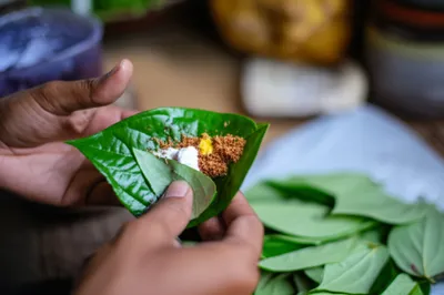 Illustration betel - Image 1