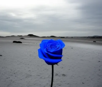 Illustration rarer - Image 1