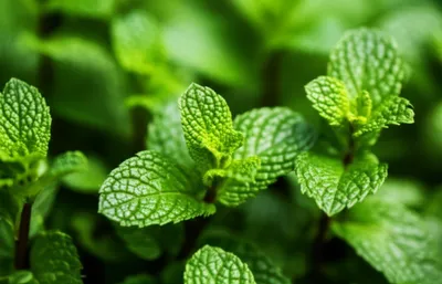 Illustration mint - Image 1