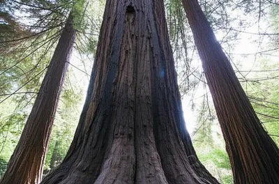 Illustration permanently - Image 1