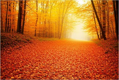 Illustration autumn - Image 1