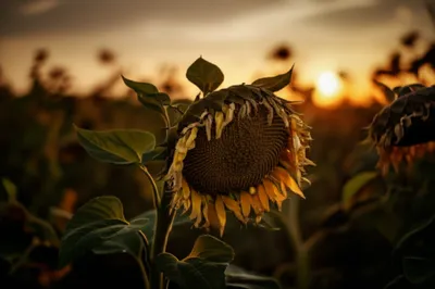 Illustration afternoon - Image 1