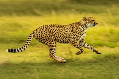 Illustration celerity - Image 1