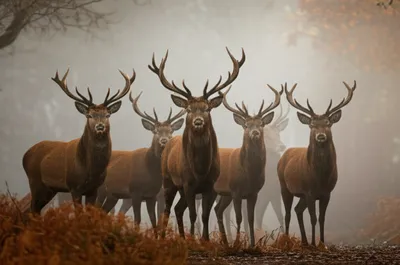 Illustration stags - Image 1