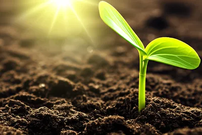 Illustration went - Image 1