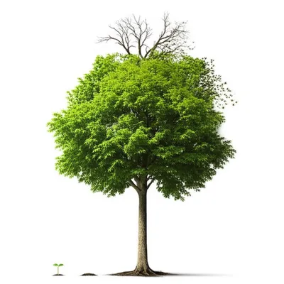 Illustration dates - Image 1