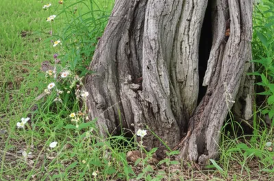 Illustration stubbed - Image 1