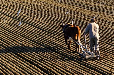 Illustration ploughing
