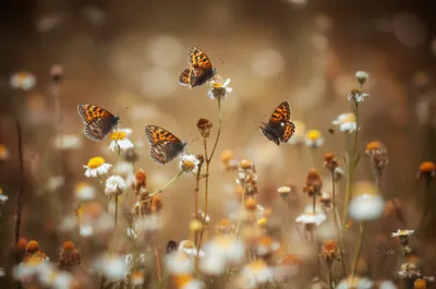 Illustration knight - Image 1