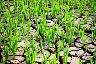 Illustration sprouted - Image 1