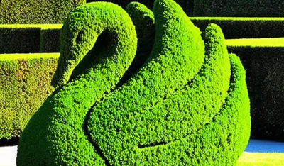 Illustration topiary - Image 1