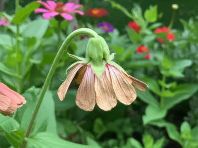 Illustration declining