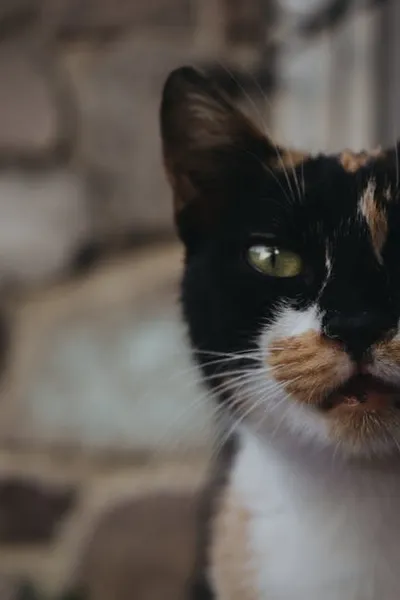 Illustration whiskers - Image 2