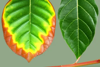 Illustration wither - Image 1