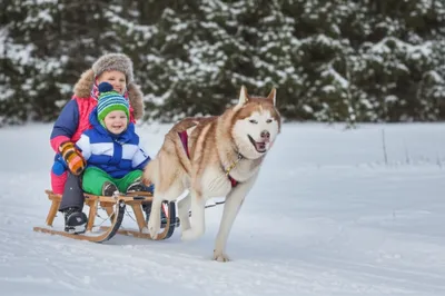 Illustration sledged - Image 1