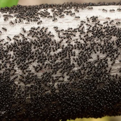 Illustration infestation