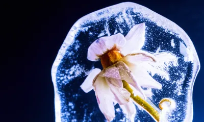 Illustration frozen - Image 1