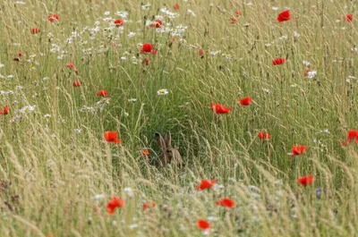 Illustration squat - Image 1