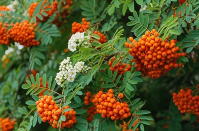 Illustration rowan - Image 1