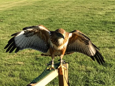 Illustration hacks - Image 1