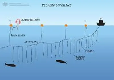 Illustration liner - Image 2