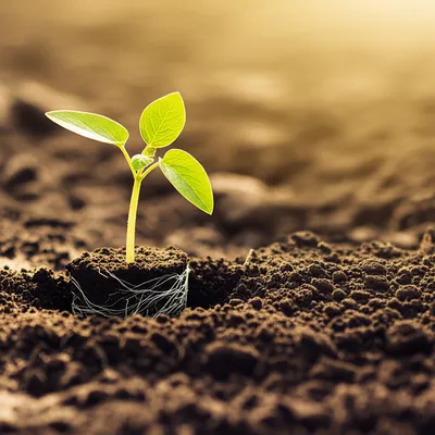 Illustration initialized - Image 1