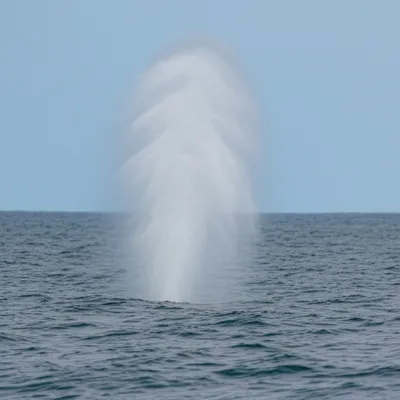 Illustration blowhole - Image 1