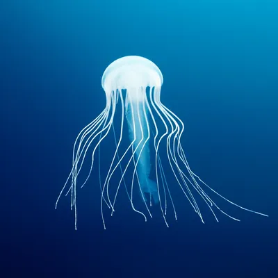jellyfish