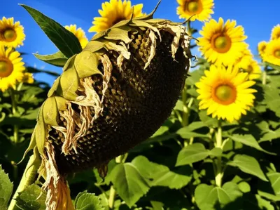 Illustration droop - Image 1