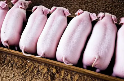 Illustration stalls - Image 1