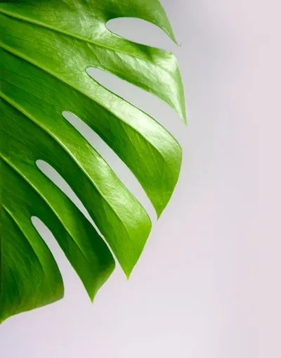 Illustration slits - Image 2