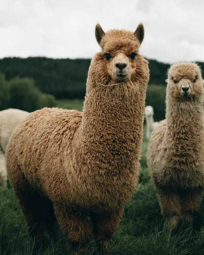 Illustration alpaca - Image 1