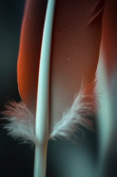 Illustration quills - Image 1