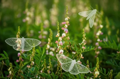 Illustration moths - Image 1