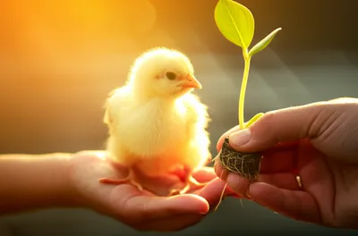 Illustration breeder