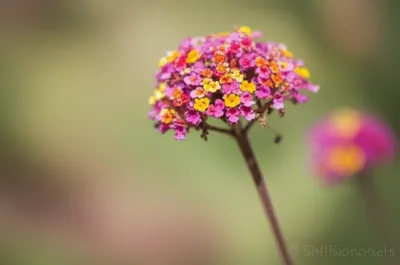 Illustration spicule - Image 1