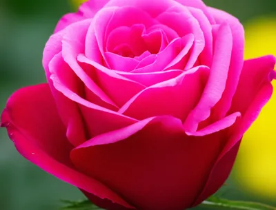 Illustration carnation - Image 1