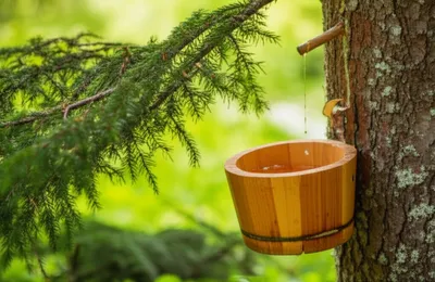 Illustration balsam - Image 1