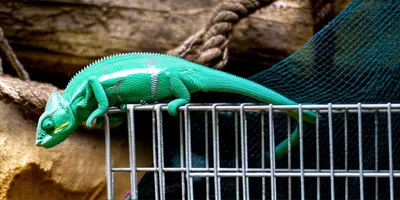 Illustration evading - Image 1