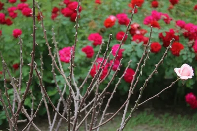 Illustration illegitimacy