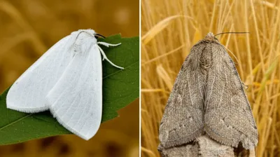 Illustration miller - Image 1