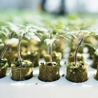 Illustration homogeneous - Image 3