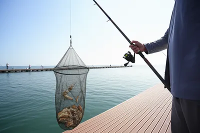 Illustration crabs - Image 1