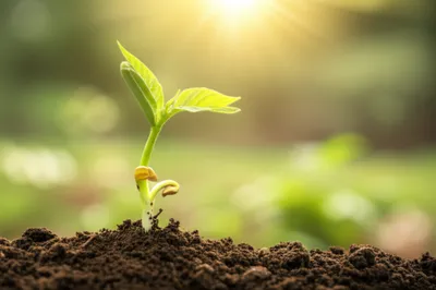 Illustration learner