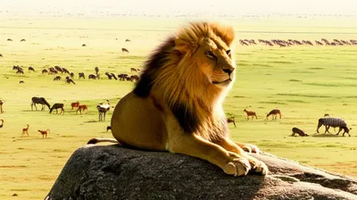 Illustration preside - Image 1