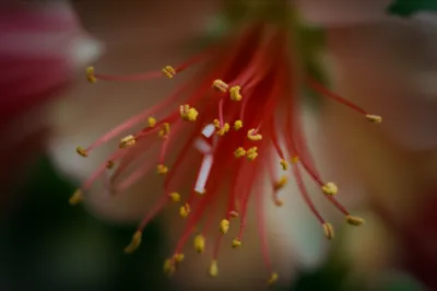 Illustration thrum - Image 1