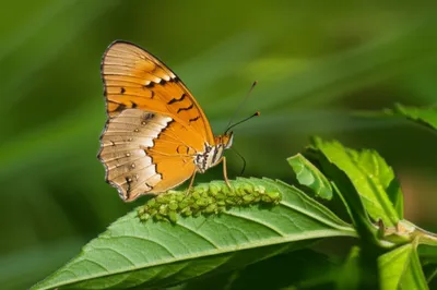 Illustration harvesters - Image 1