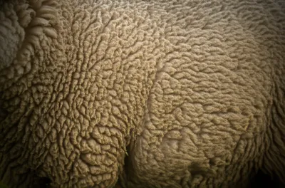 Illustration yolk - Image 1