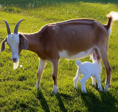 Illustration kidding - Image 1