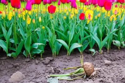 Illustration basest - Image 1